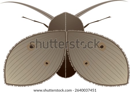 Drain fly is a small insect that looks like a butterfly. It has hairs covering its body and wings. Its wings have sharp angles and when it is still, it folds its wings into a roof shape.