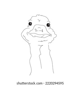 A drake is cool and funny.