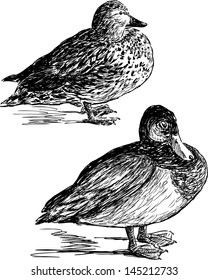 drake and duck