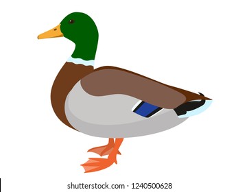 Canard Colvert Images Stock Photos Vectors Shutterstock