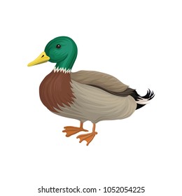 Drake duck, poultry breeding vector Illustration on a white background