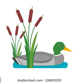 Drake duck vector illustration.