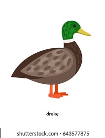 Drake farm bird vector illustration