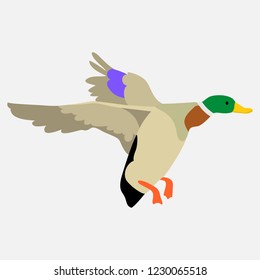 drake flies beautiful