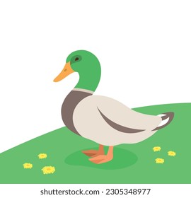 Drake, a male duck standing on the green grass. Farm fowl. Domestic animals flat cartoon illustration. Spring meadow background