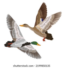 Drake and mallard duck are flying. wild water birds. realistic vector animal