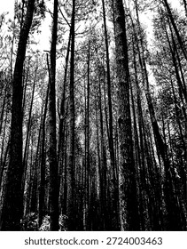 Dramática silhueta de alto contraste ilustração de uma floresta de pinheiros. Vetor preto e branco minimalista de árvores coníferas densas, ideal para aventura ao ar livre, natureza e temas de design de estêncil rústico.