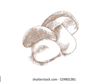 Drawinf of two whole white mushrooms on the white