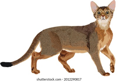 dibujo de gatos abisinos, art.ilustración, gato exótico, vector

