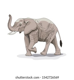 Drawing of an African elephant. Vector illustration. Suitable for printing on a t-shirt, box, bag.