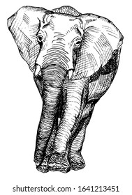 
drawing of an african elephant walking towards