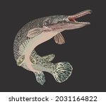 drawing aligator gar, monster fish, art.illustration, vector