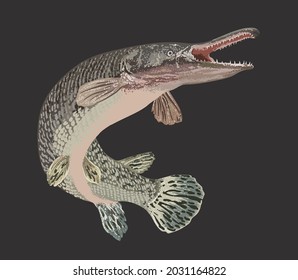 Drawing Aligator Gar, Monster Fish, Art.illustration, Vector