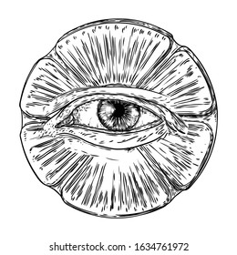 Drawing of the all seeing eye in different direction and emotion with insects and bugs. The symbol of the Masons as an option design element. Human vision. Vector.