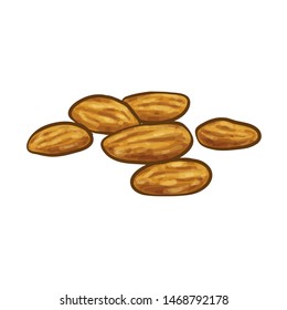 Drawing Of Almonds Vector Illustration
