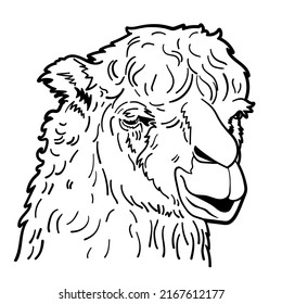 Drawing of alpaca portrait, hand drawn sketch, vector illustration