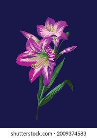 dibujar amaryllis. flor, art.ilustración, vector