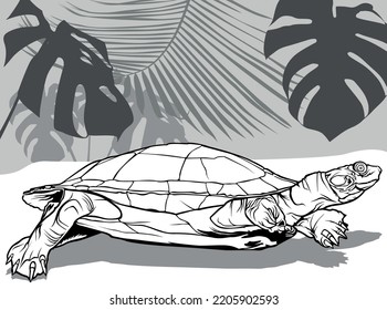 Dibujo de la tortuga del río Amazonas desde la vista lateral - Ilustración negra con fondo, vector