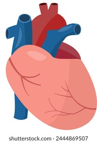 Drawing of the anatomy of a heart, on a white background.