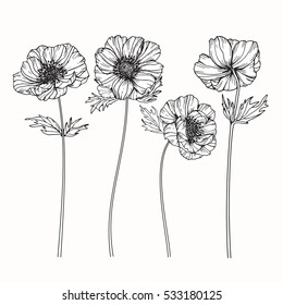 Drawing Anemone Flower On White Backgrounds. Vector