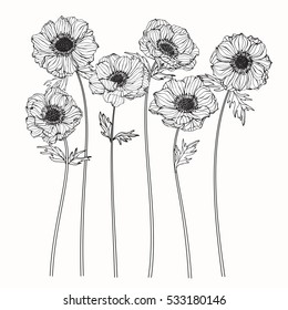 Drawing Anemone Flower On White Backgrounds. Vector