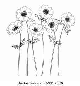 Drawing anemone flower on white backgrounds. Vector