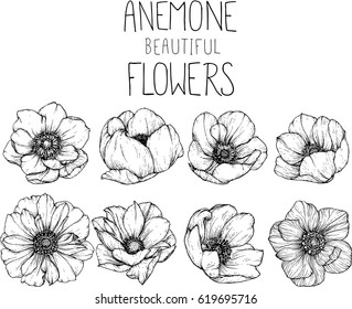 drawing anemone flowers illustration vector and clip-art.