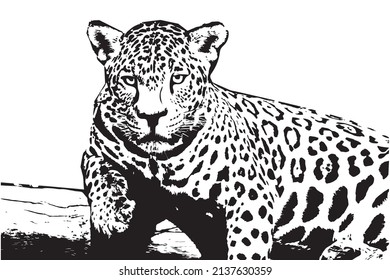 Dibujo de un animal de la fauna brasileña, Jaguar. Ilustración de esbozo dibujada a mano aislada en fondo blanco. retrato de un animal jaguar, ilustración de boceto vectorial.