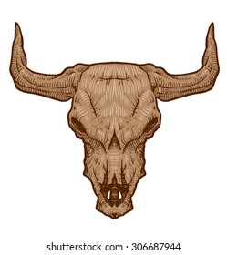 Drawing animal skull, bull, vector