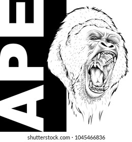 Drawing of a Ape's head. Leader of a pack of gorillas. Aggressive monkey. Graphic design of the cover. Template for design. Vector illustration