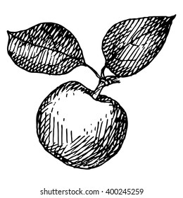 Drawing apple in black and white