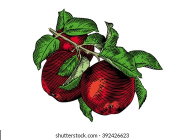 Drawing of apple branch with apples and leaves on the white