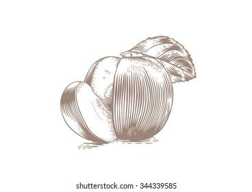 Drawing of apple with segment and leaf