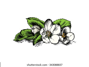 Drawing of apples flower and leaves on the white background