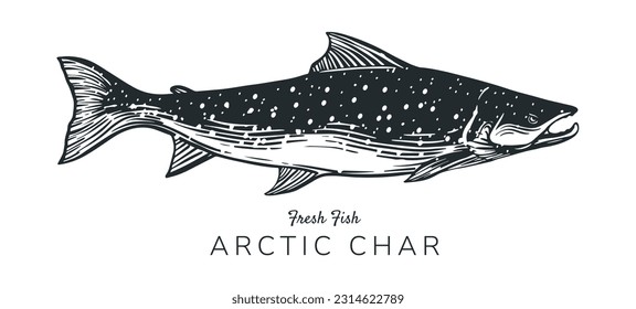 Zeichnung von arktischen Karpfen oder karierten Fischen, Lachs zur Illustration, Druck, Logo, Etikett von Fischereierzeugnissen, Lebensmitteln, Fischerei, Natur usw.