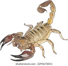 Drawing Arizona bark scorpion, large,stinger, art.illustration, vector
