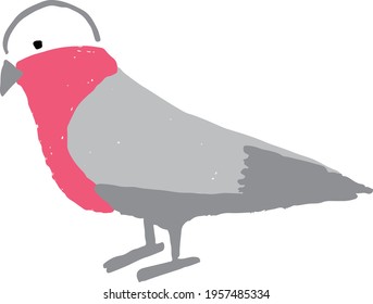 drawing art product of a galah from australia