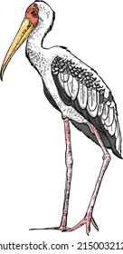 Drawing of The Asian Openbill or Asian Openbill Stork (Anastomus oscitans) is a large wading bird in the stork family Ciconiidae. It can found this immigrated bird in Thailand.