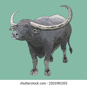 Drawing asian water bufallo,rare, large, art.illustration, vector