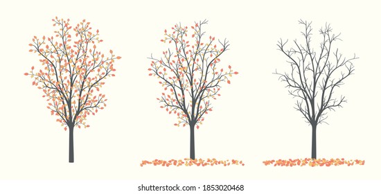 Drawing of autumn trees in three versions with leaves and without leaves
