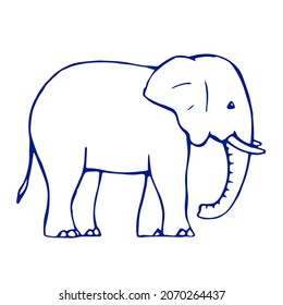 Drawing of a baby elephant on a white background. Drawn doodle sketch in ink. Wild mammal animal. Vector isolated illustration