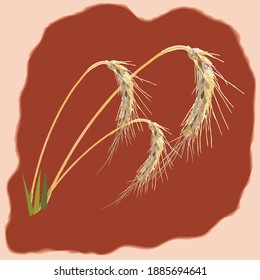 Drawing of barley in on a brown background
