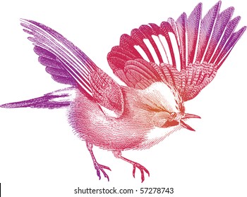 Drawing, based on Brockhaus Bilderatlas, 1849