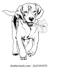 Drawing of beagle holding flowers while running, vector illustration,