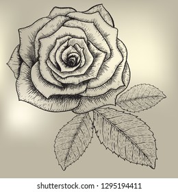 Drawing beautiful bloom rose