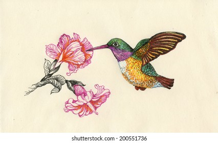 Drawing of beautiful bright birds and flowers vector