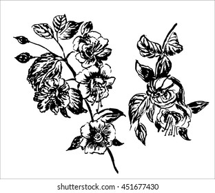 drawing beautiful flowering tree branch sketch hand-drawn ink isolated vector illustration