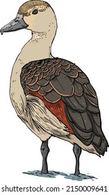 Drawing of Beautiful red duck, Lesser Whistling-Duck (Dendrocygn a javanica)