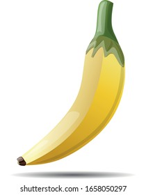 Drawing of a beautiful, ripe banana fruit. Vector illustration isolated on a white background.