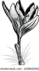 Drawing of a beautiful spring crocus flower. Vector illustration isolated on a white background.